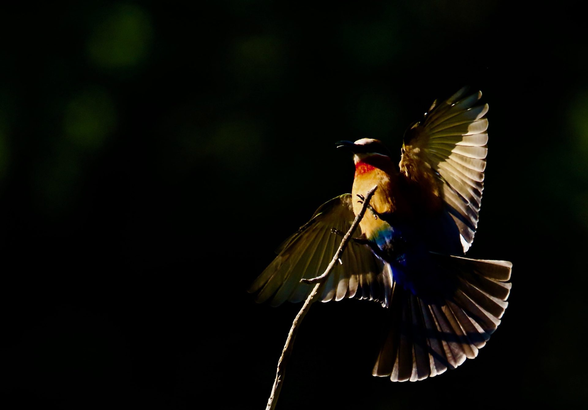 Wildlife of the Lowveld