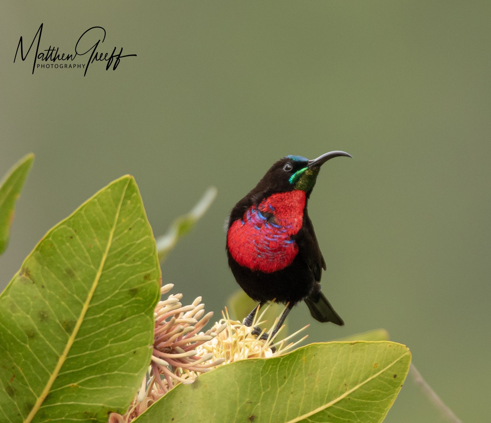 Wildlife of the Lowveld