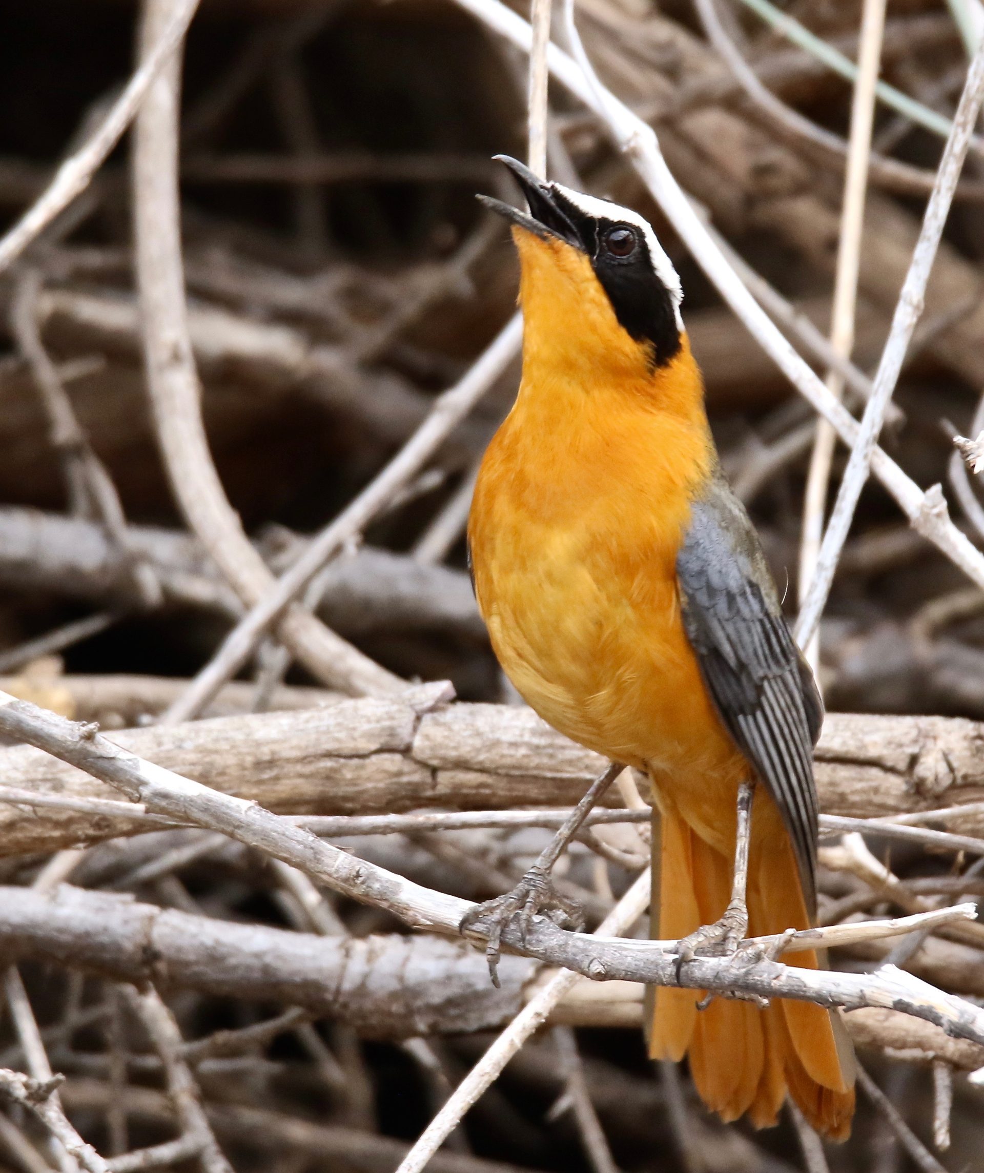 Wildlife of the Lowveld