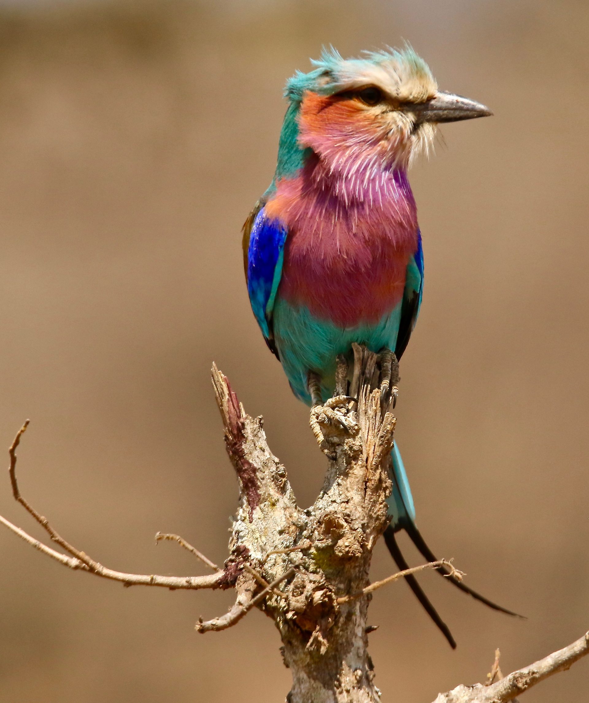 Wildlife of the Lowveld