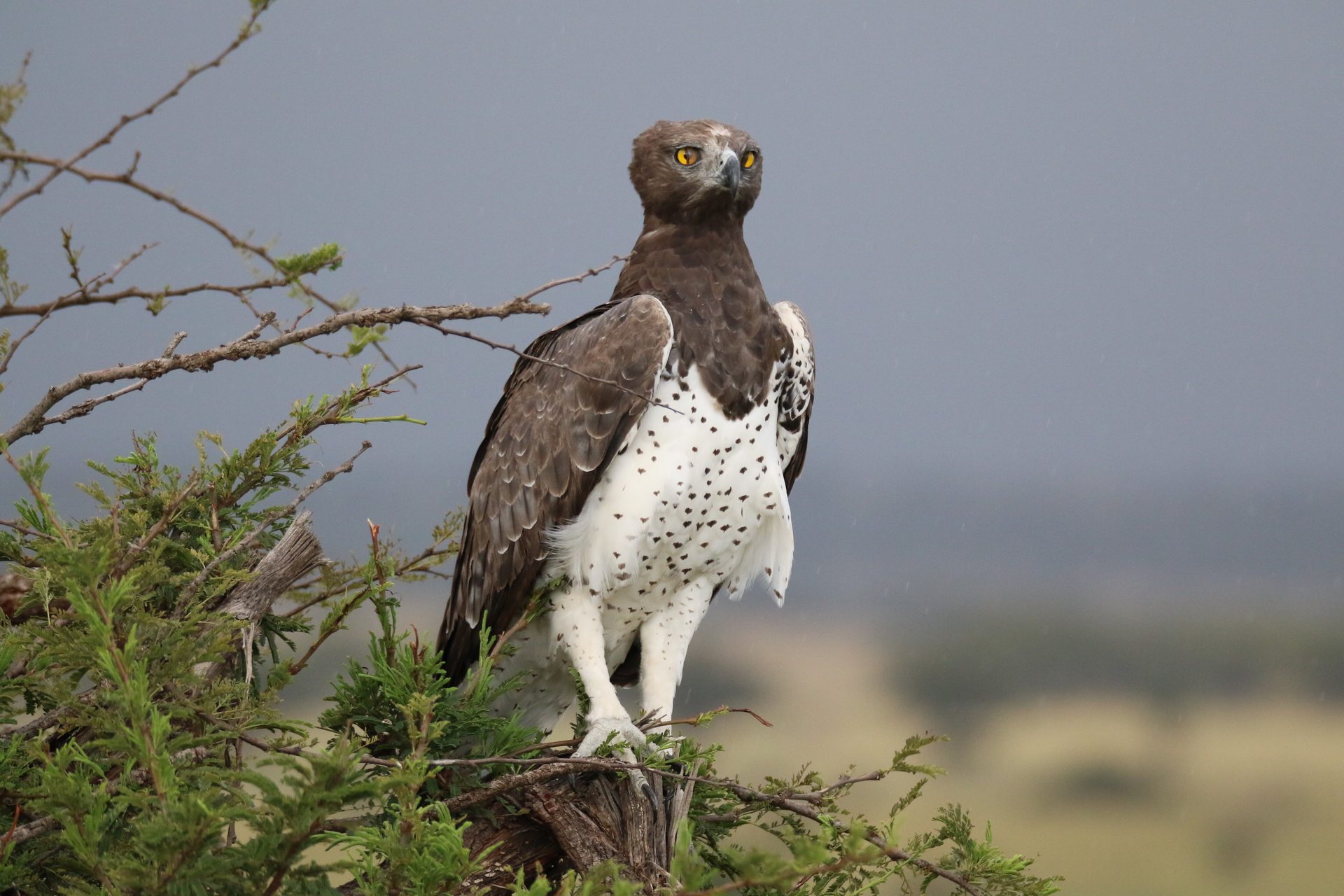 Wildlife of the Lowveld