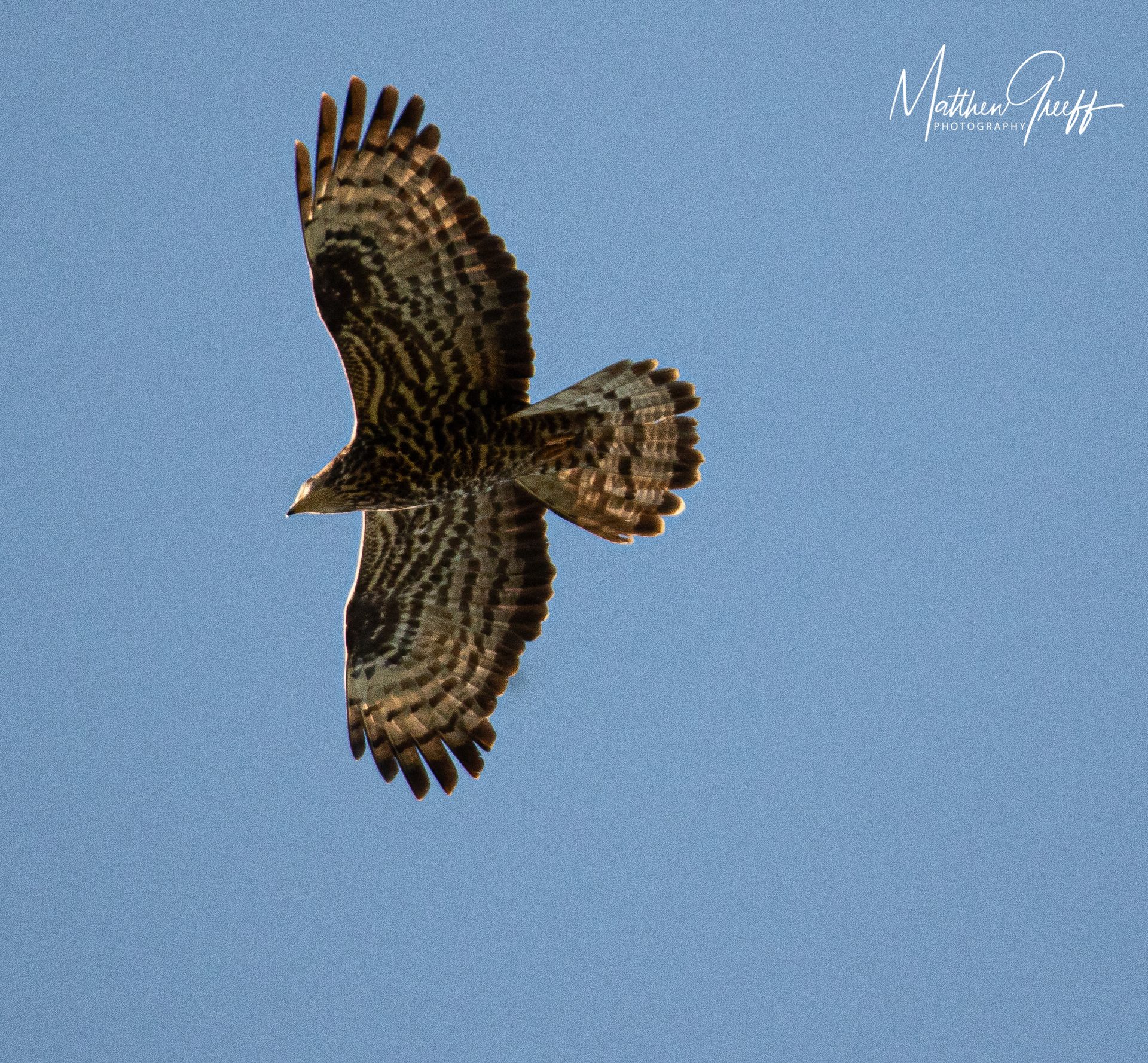 Wildlife of the Lowveld