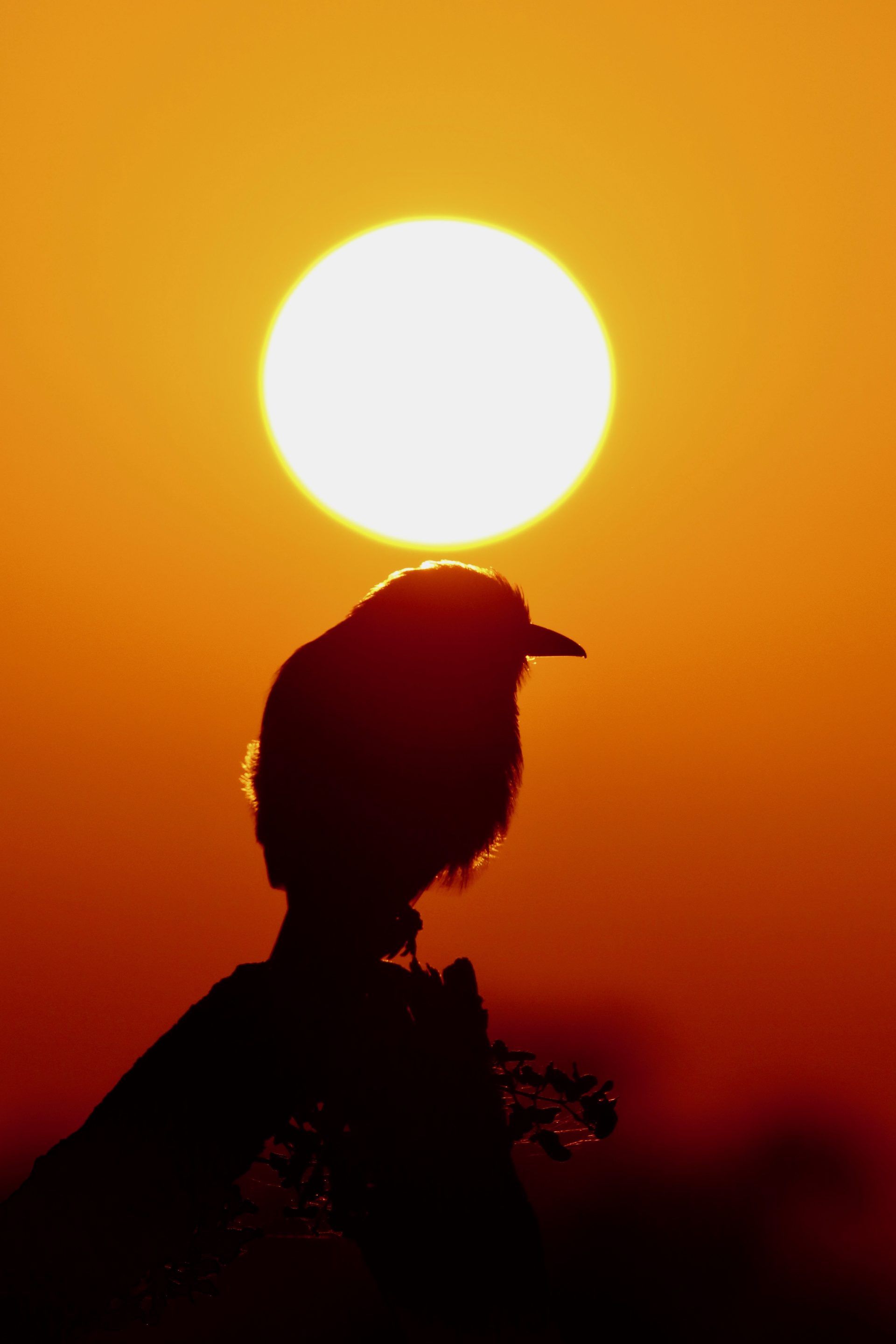 Wildlife of the Lowveld