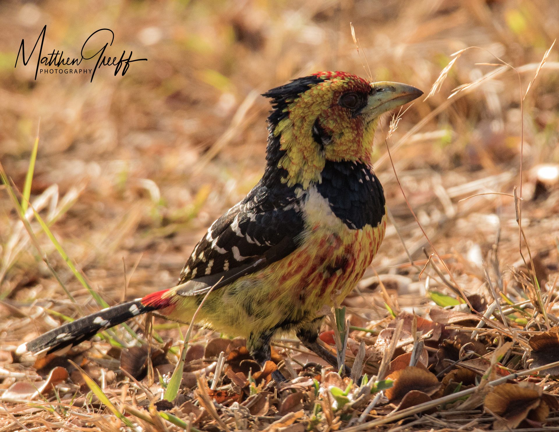 Wildlife of the Lowveld