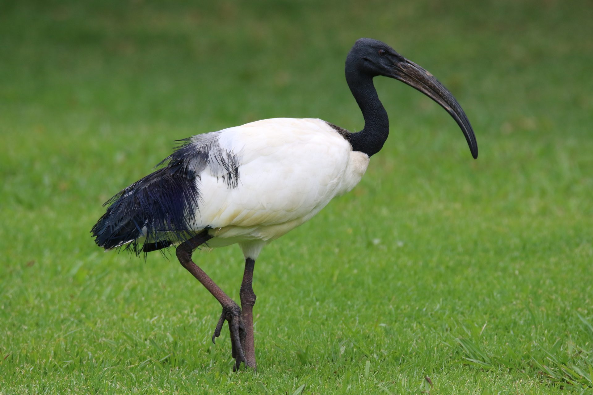 Wildlife of the Lowveld