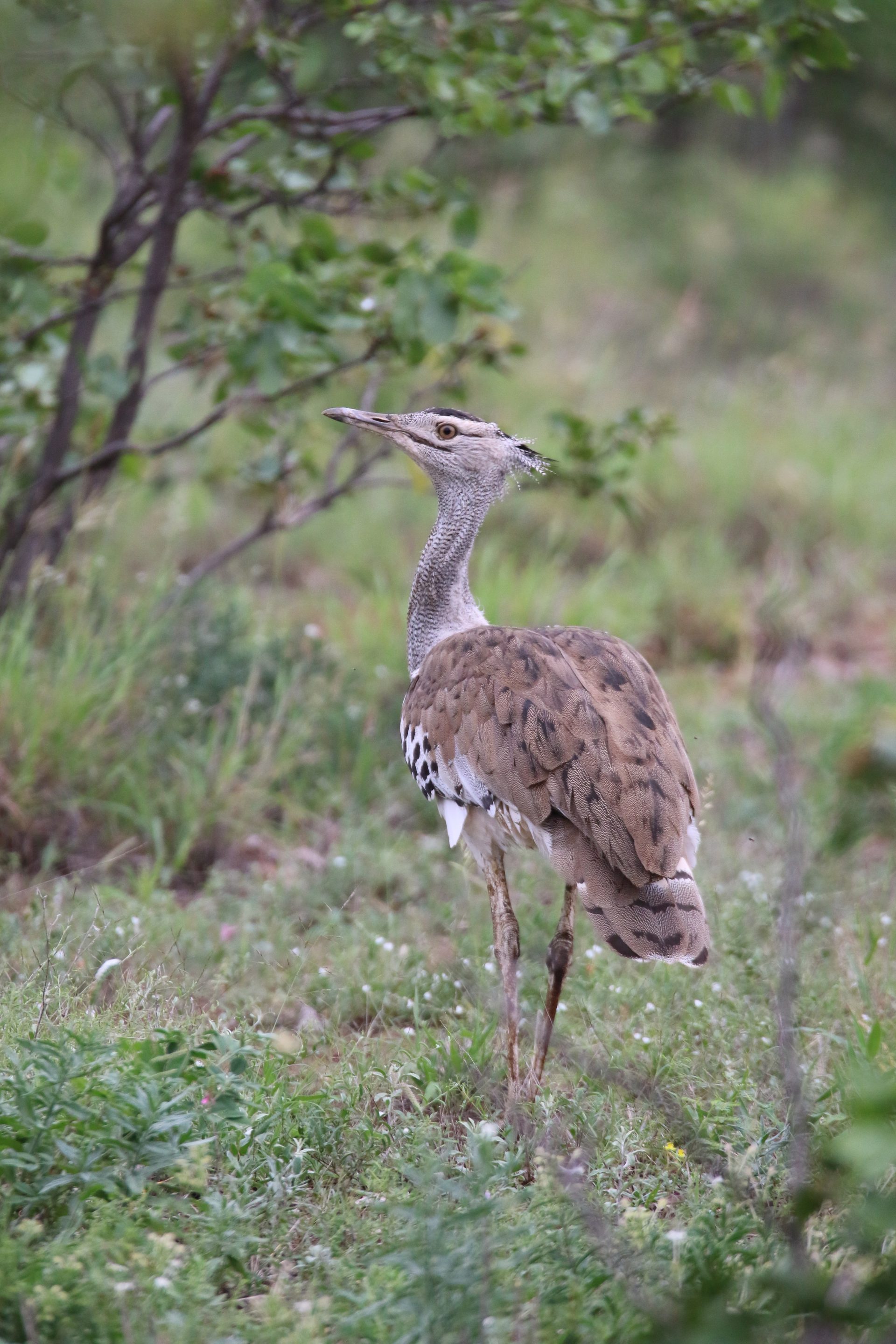Wildlife of the Lowveld