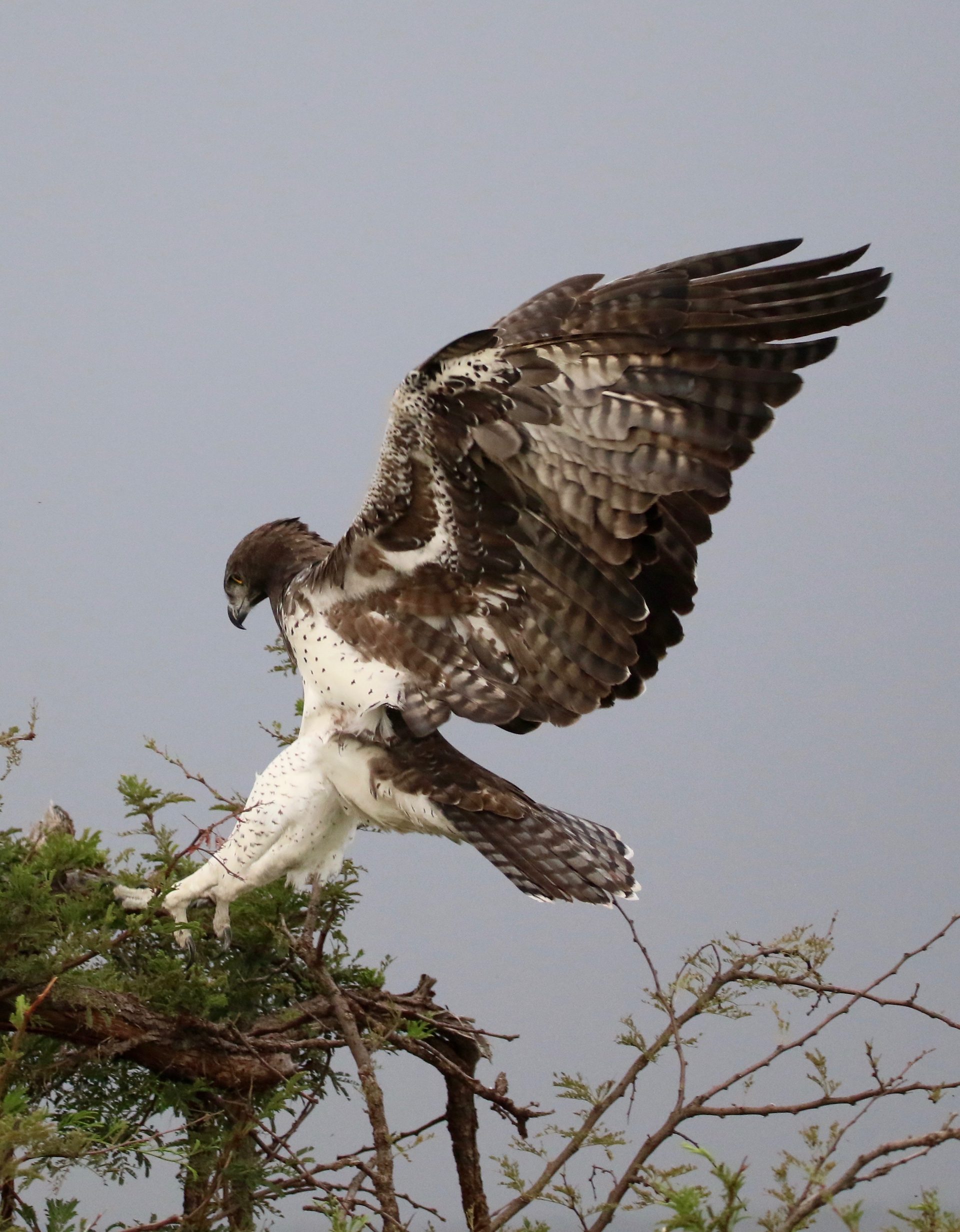 Wildlife of the Lowveld