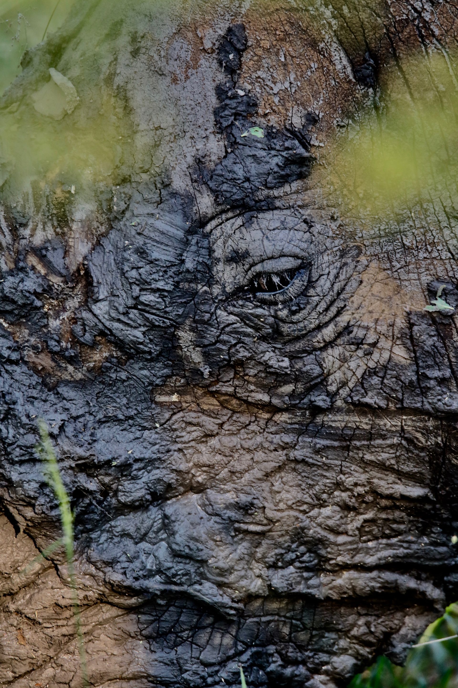Photographic safari