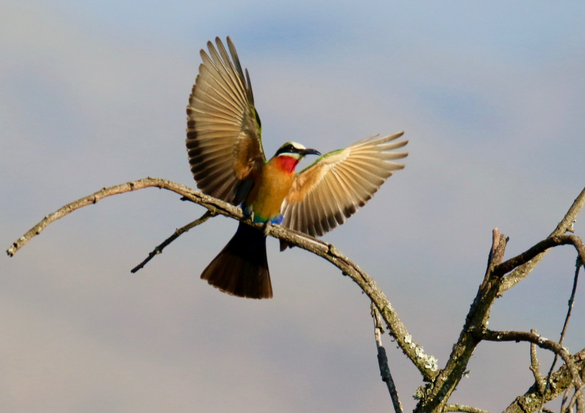 Wildlife of the Lowveld