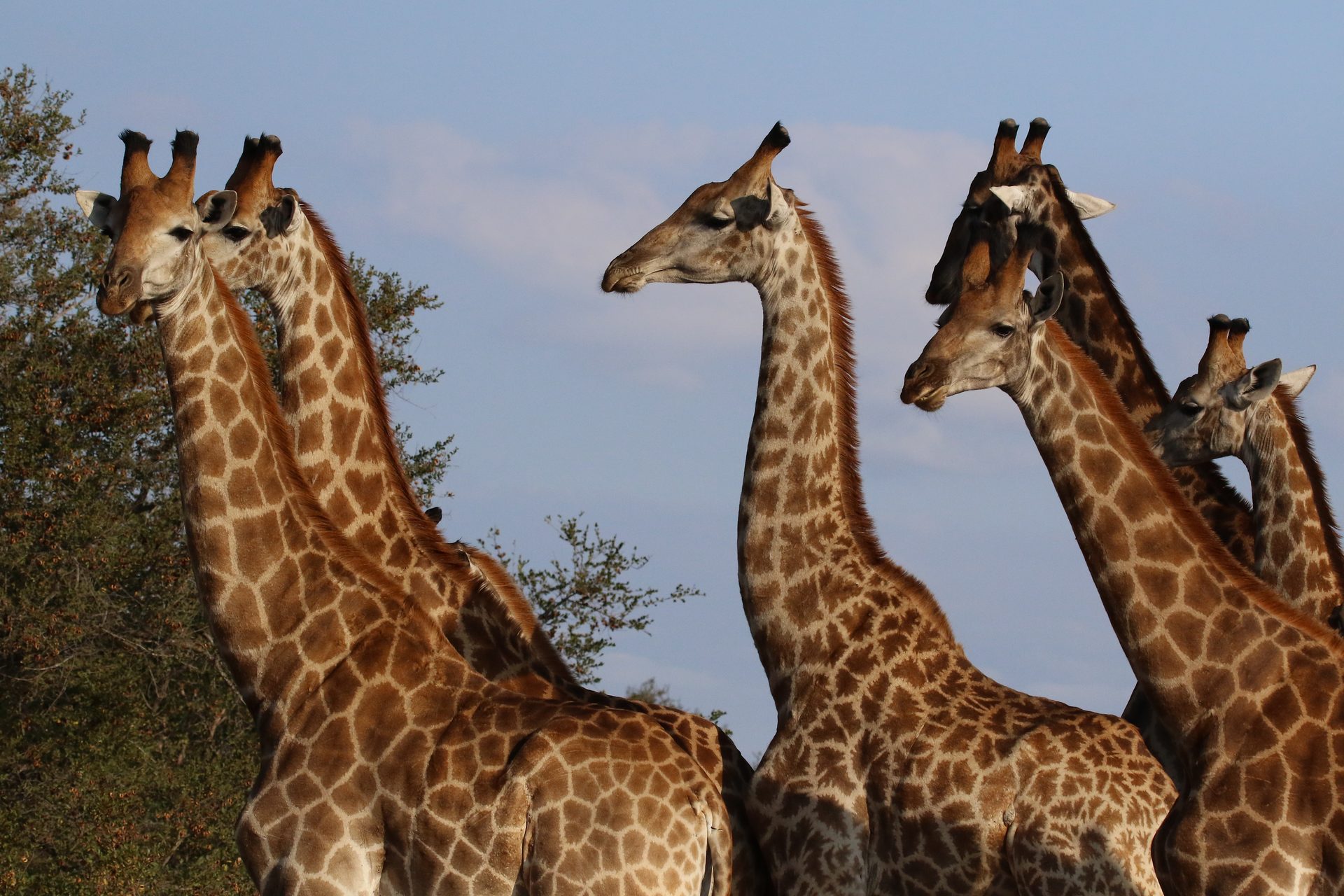 Photographic safari