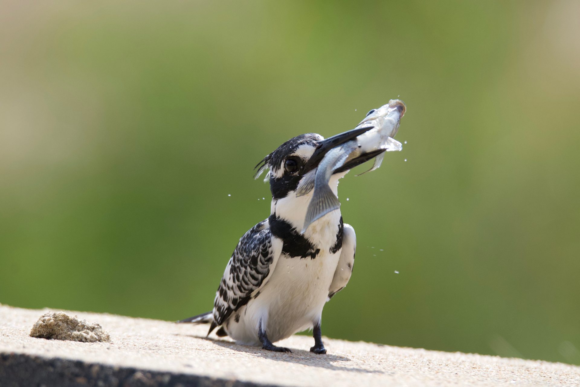 Wildlife of the Lowveld