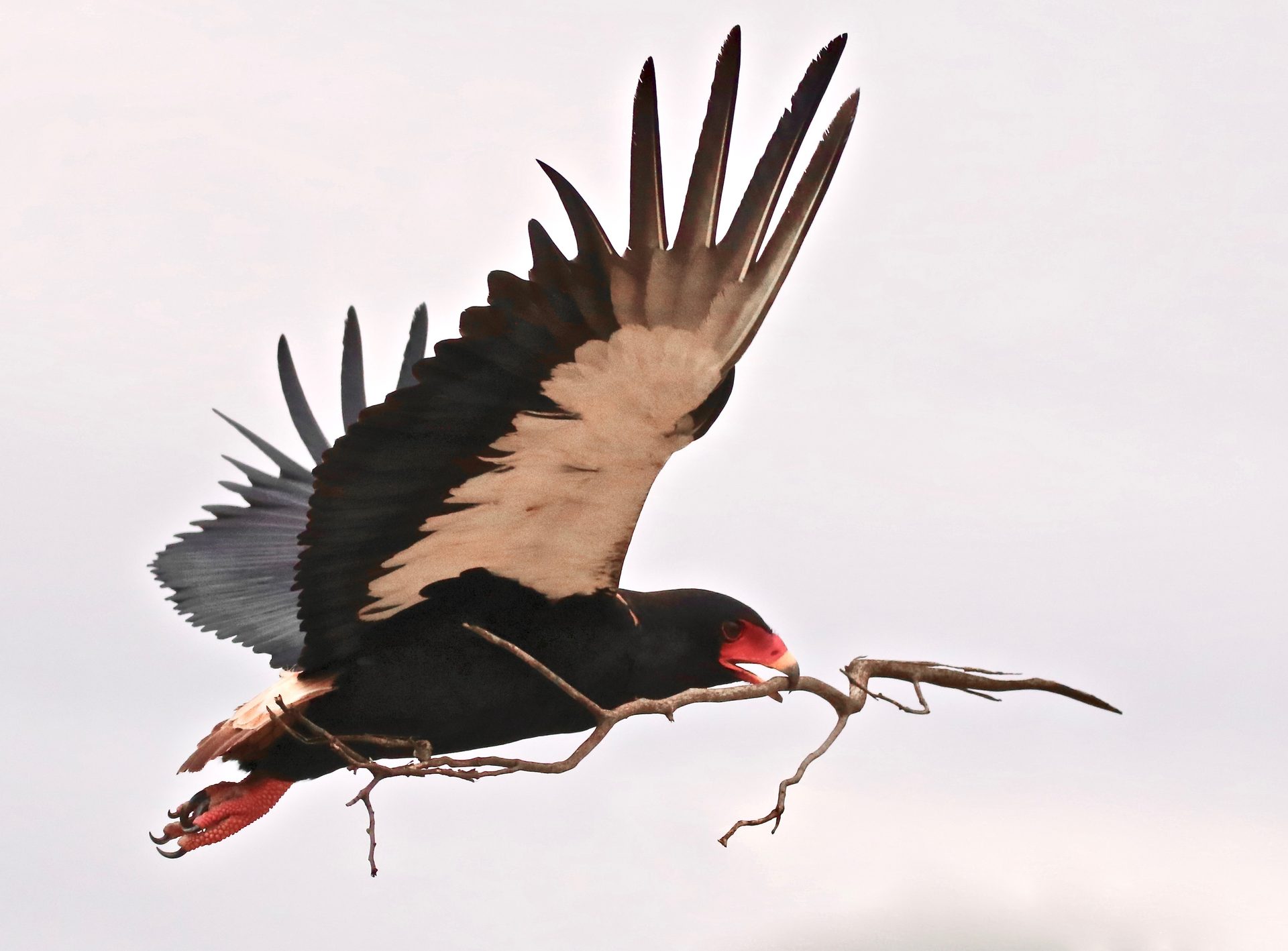 Wildlife of the Lowveld