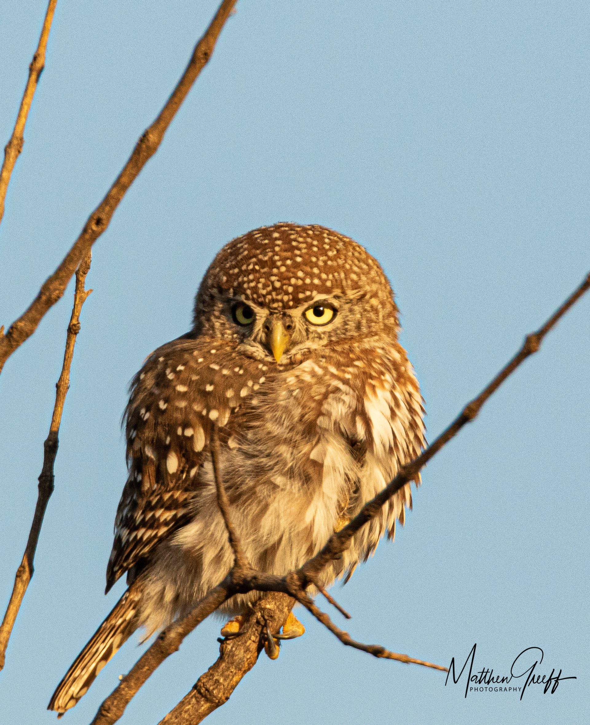 Wildlife of the Lowveld