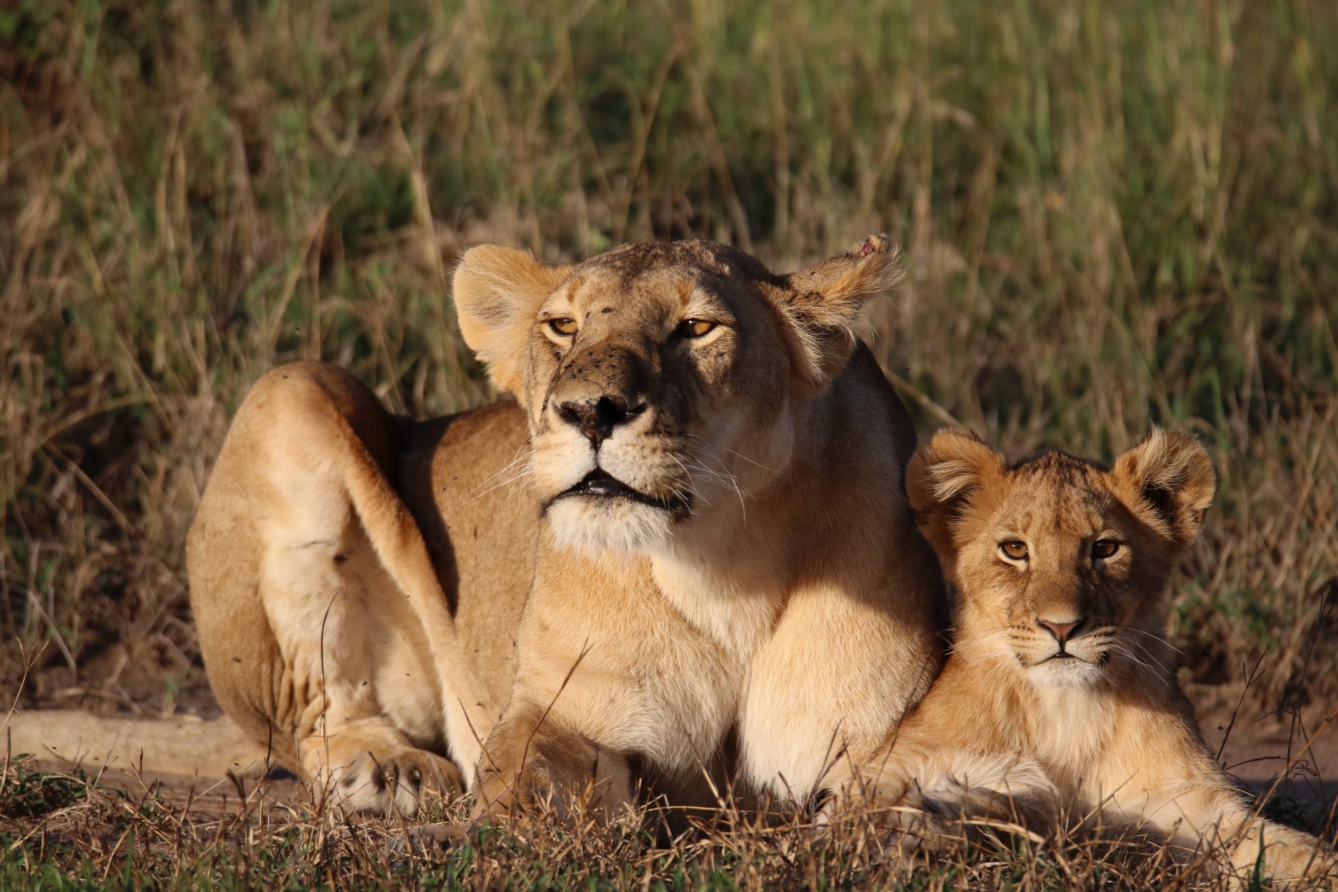 Photographic safari