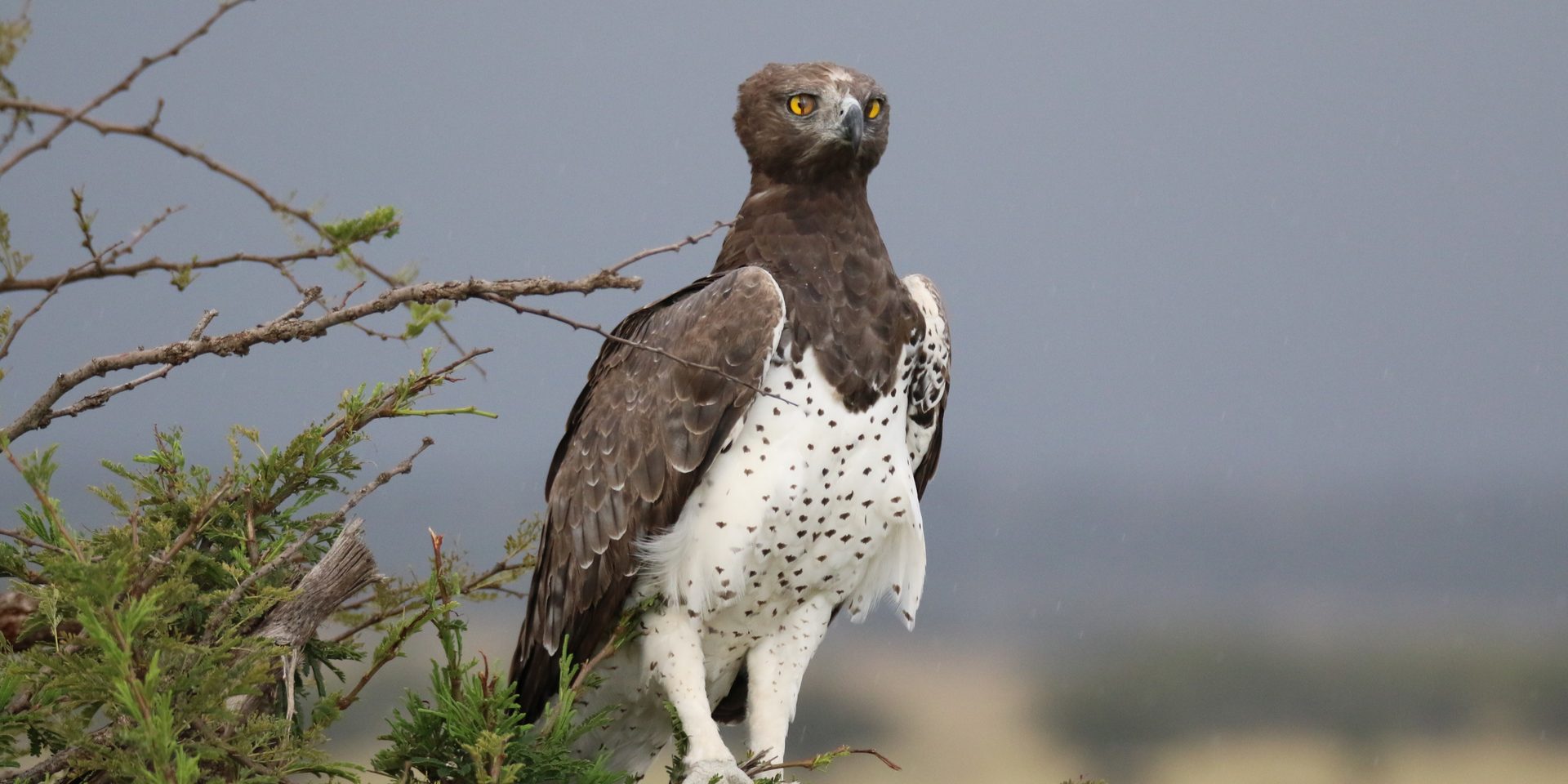 Wildlife of the Lowveld