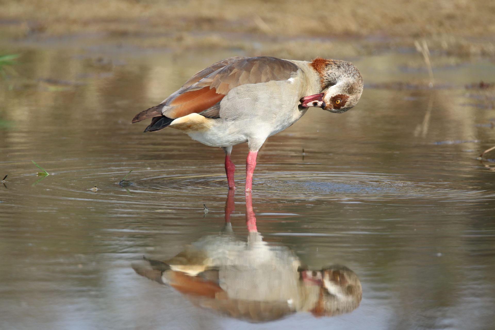Wildlife of the Lowveld