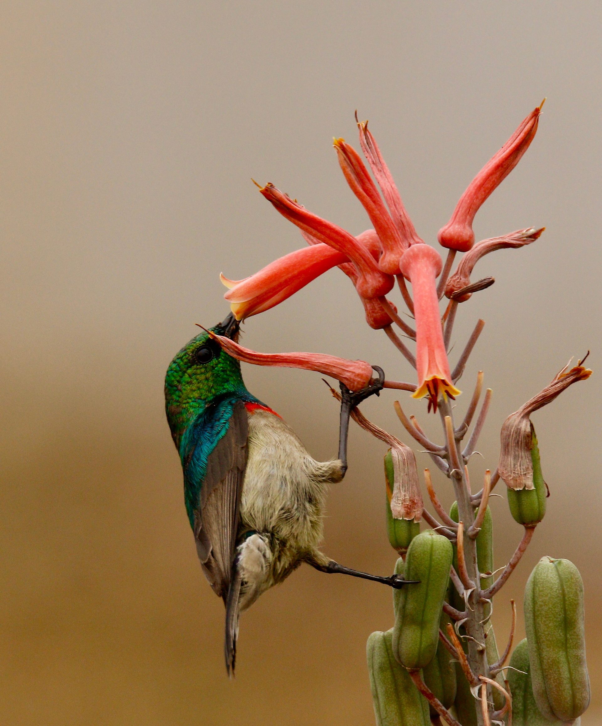 Wildlife of the Lowveld