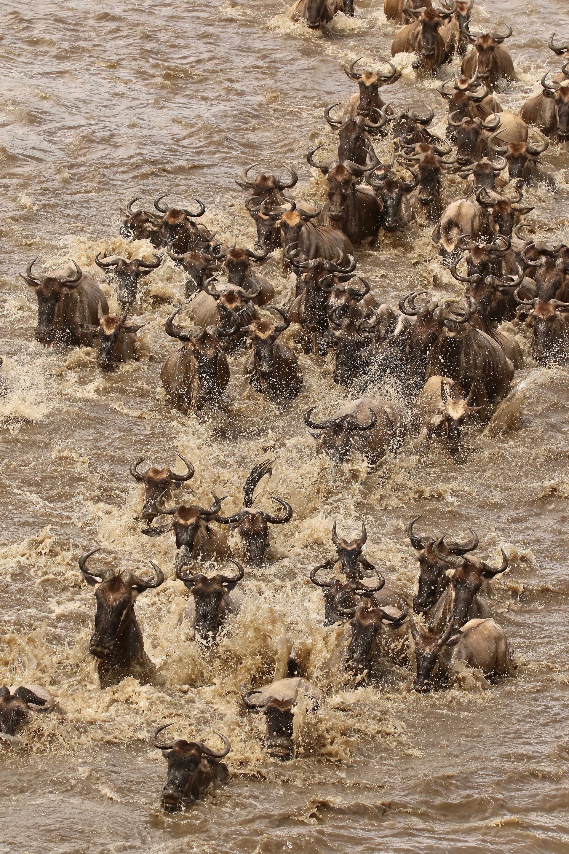 Photographic safari