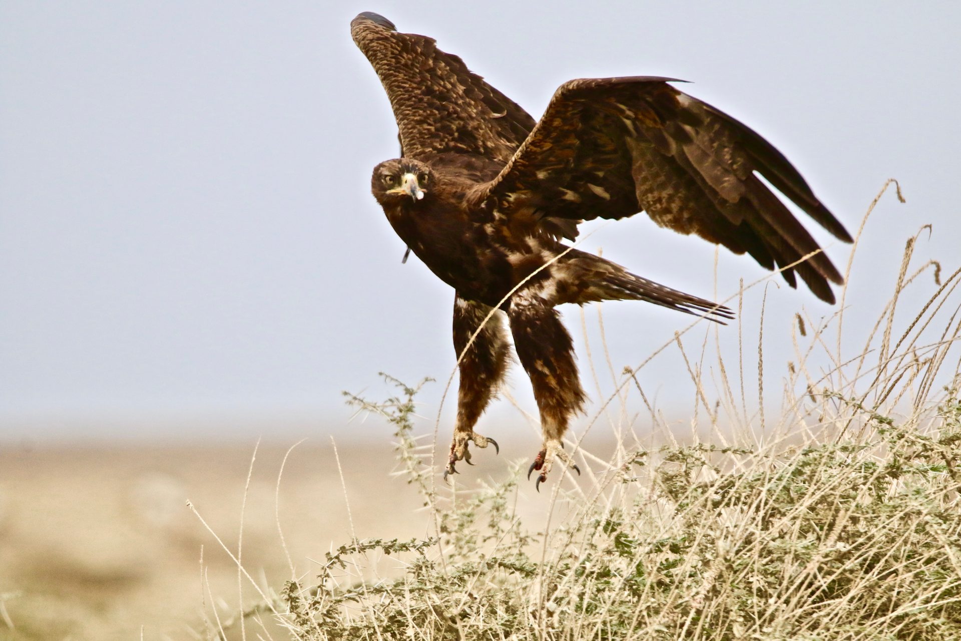 Wildlife of the Lowveld
