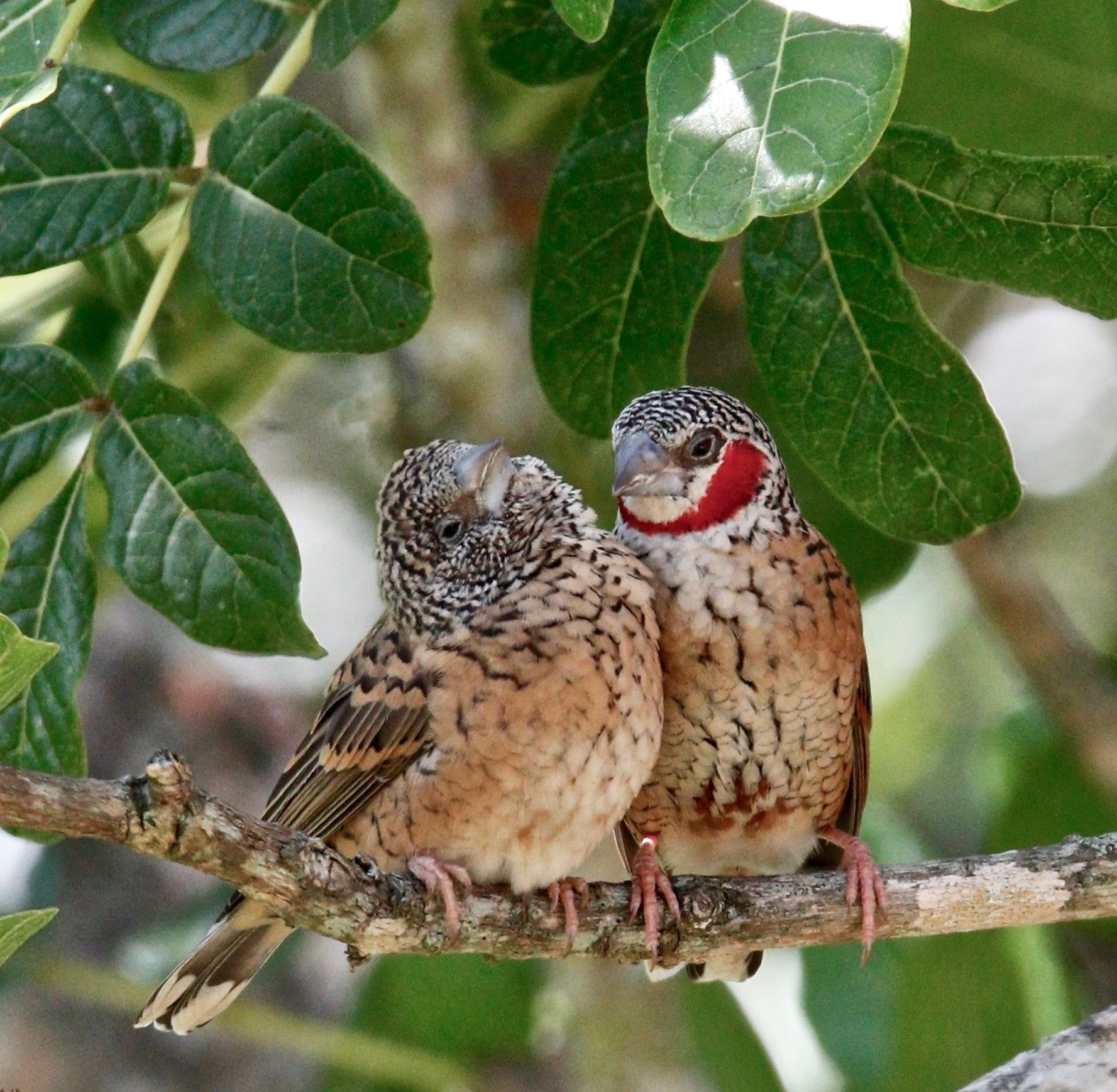Wildlife of the Lowveld