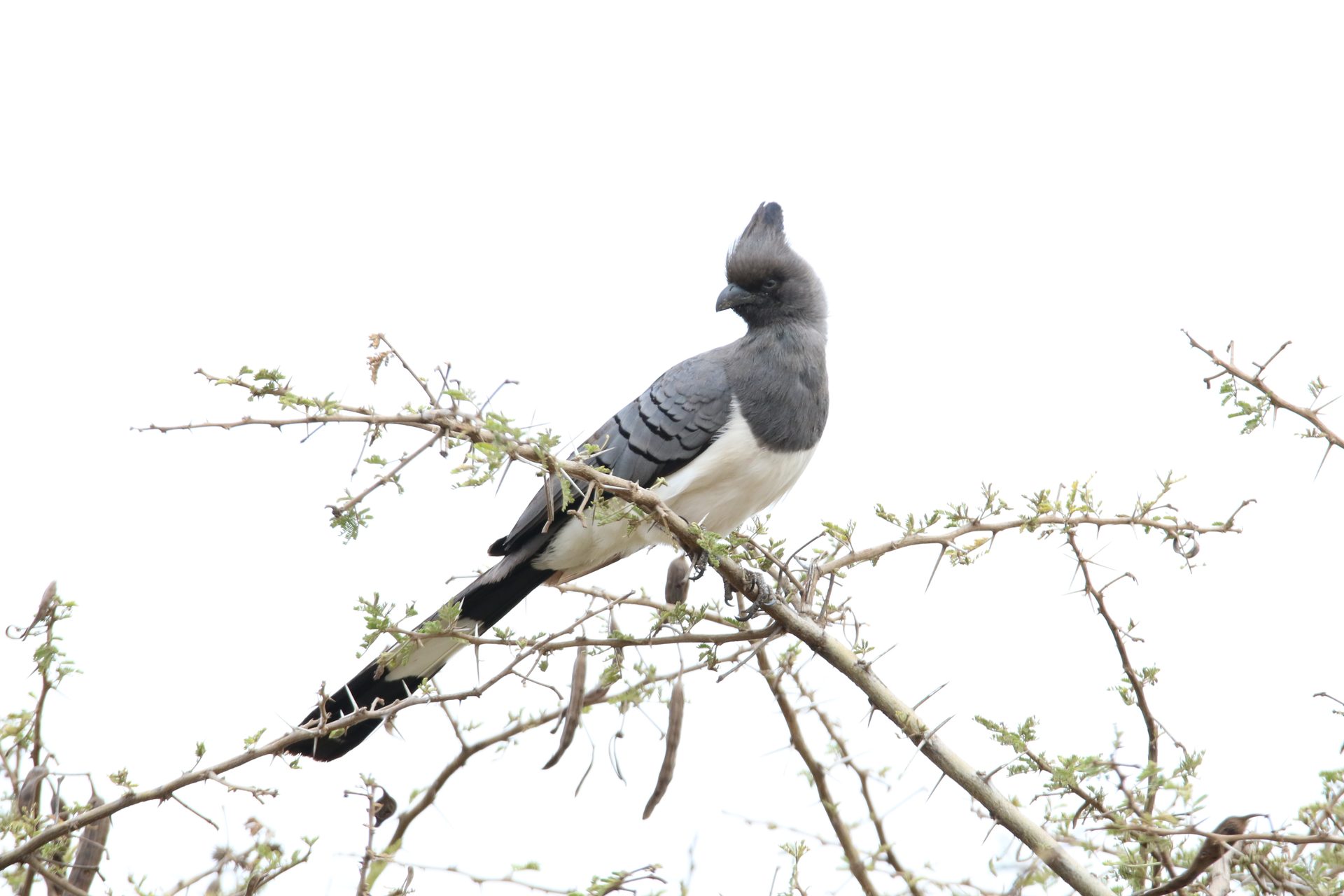 Wildlife of the Lowveld