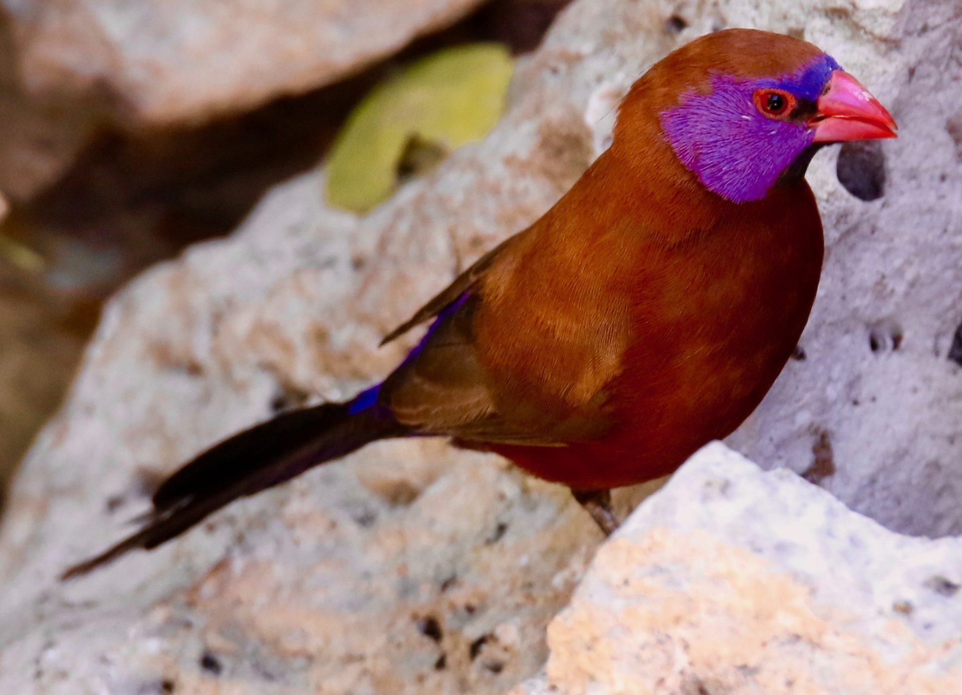 Wildlife of the Lowveld