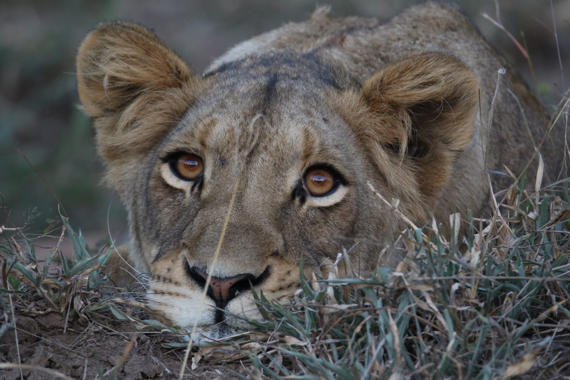 Photographic safari