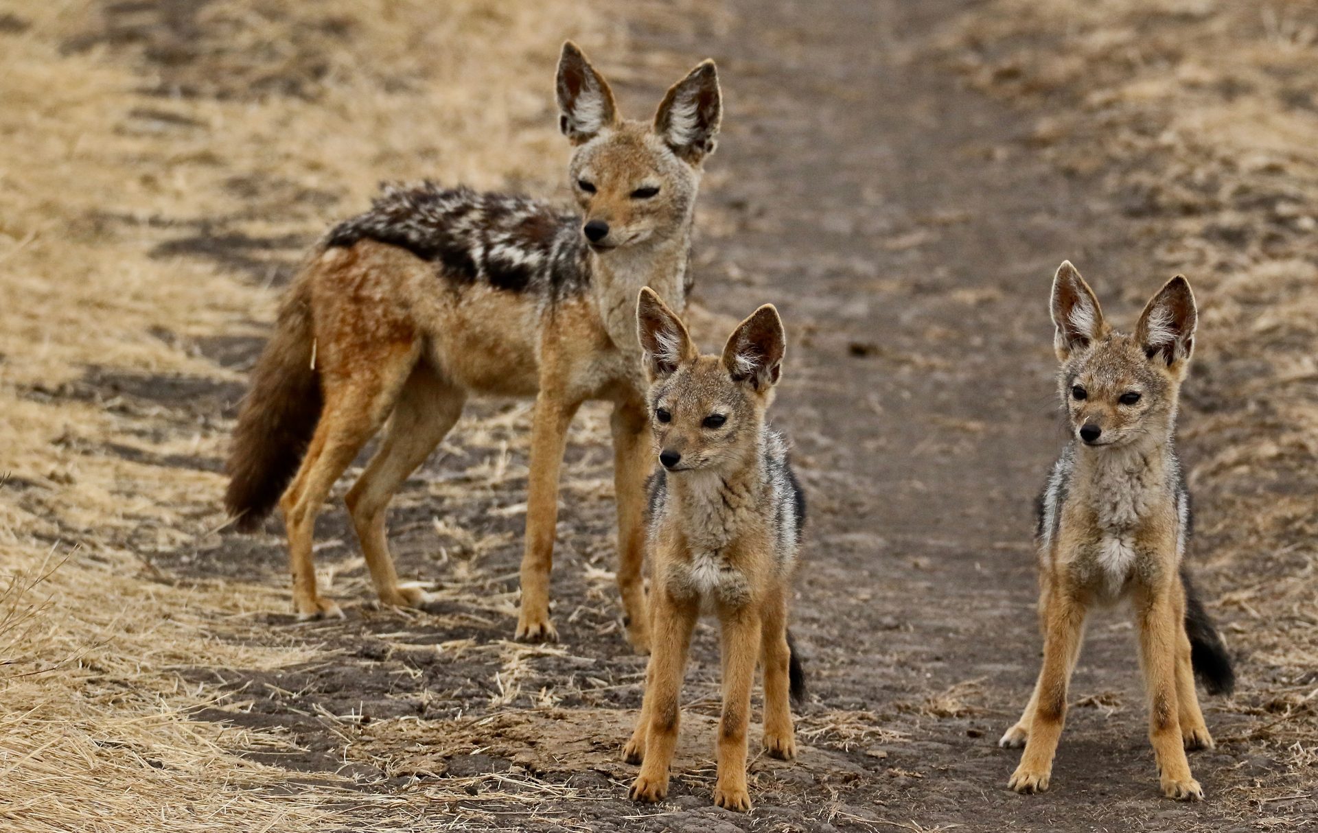 Photographic safari