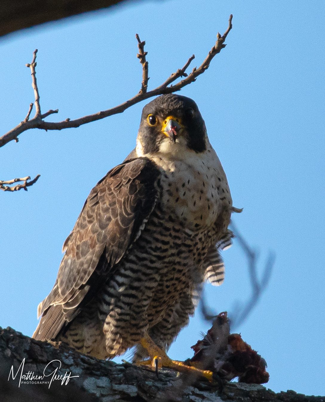 Wildlife of the Lowveld